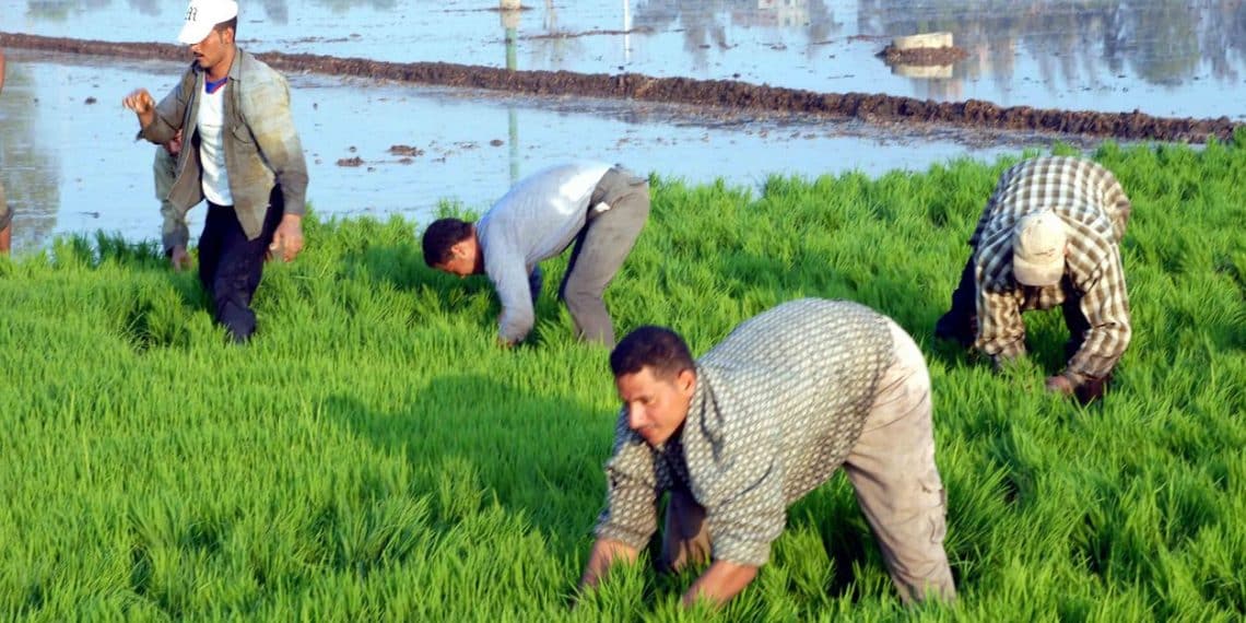 المصدر: الوسط