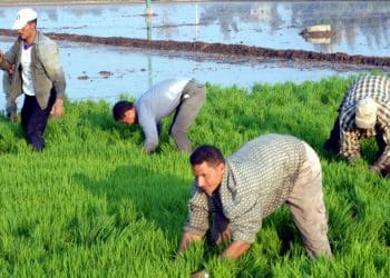 المصدر: الوسط