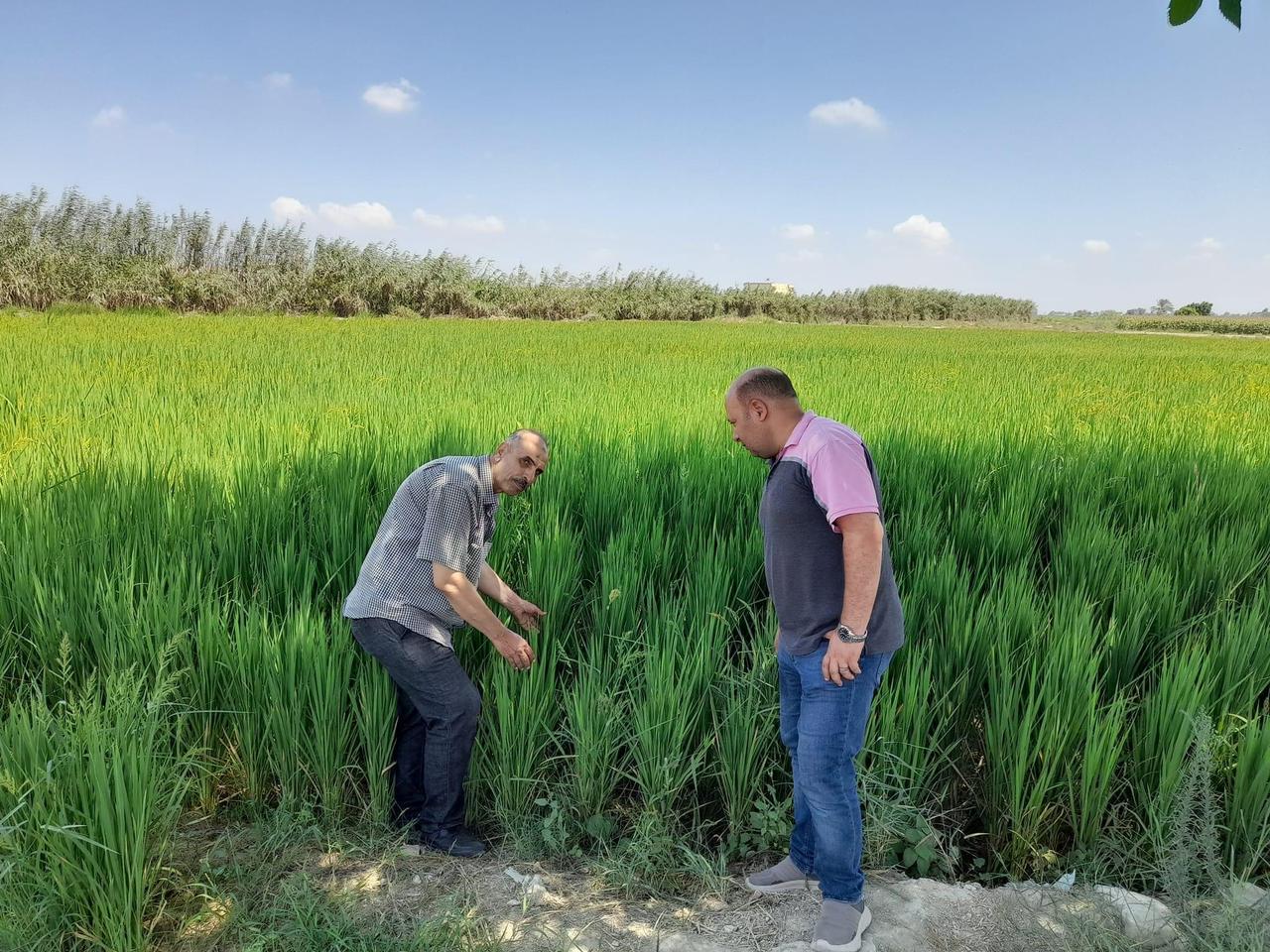 زراعة الأرز في مصر - صورة أرشيفية