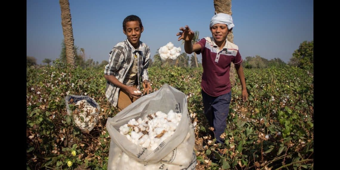 المصدر: قناة مصر الزراعية