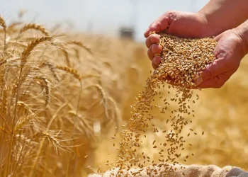 المصدر: العربية