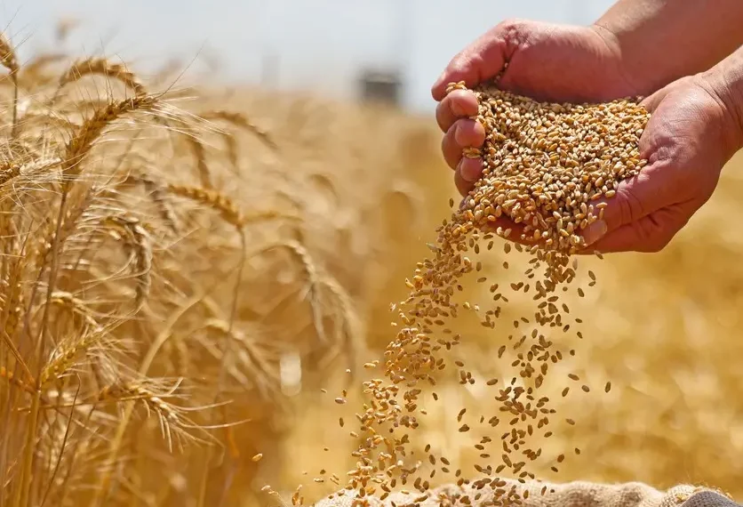 المصدر: العربية