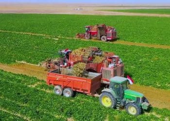 المصدر: TeN TV