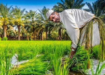 المصدر: رووداو