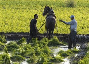 المصدر: اندبندنت عربية
